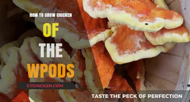 Growing Chicken of the Woods: Tips for Cultivating This Delicious Fungus