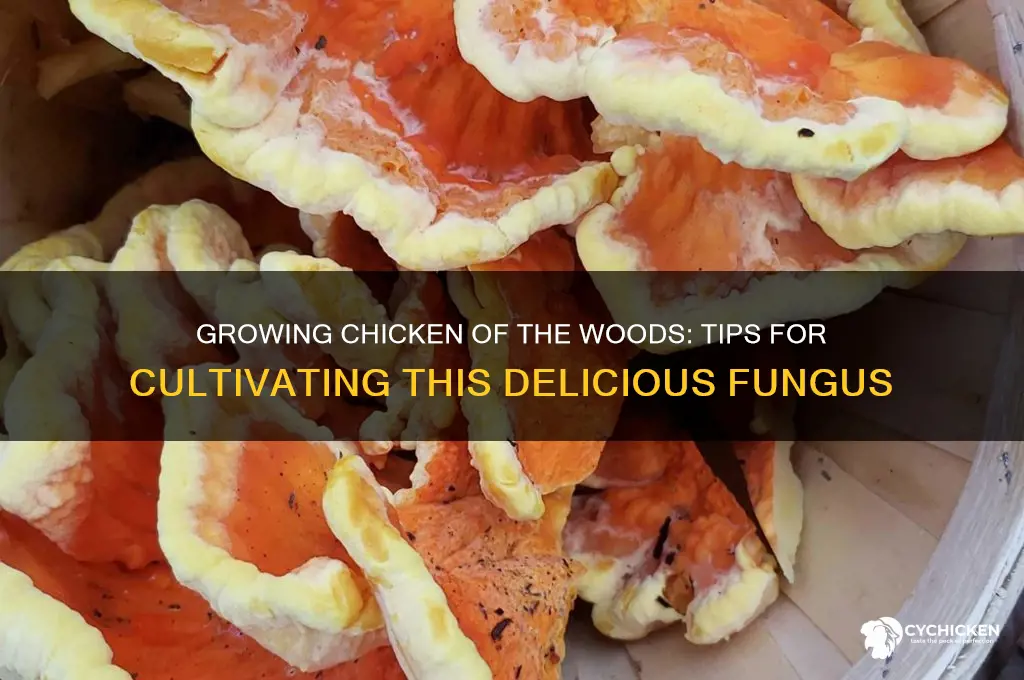 how to grow chicken of the wpods