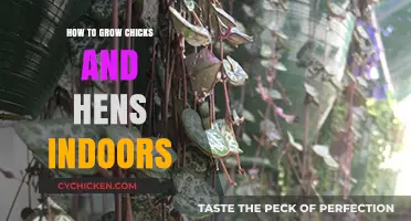 Indoor Chicks and Hens: A Beginner's Guide to Growing Succulents