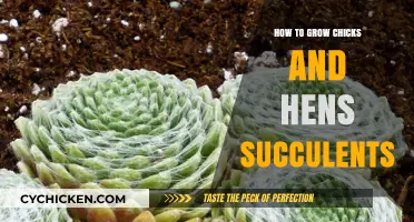 Growing Chicks and Hens Succulents: Easy Propagation Tips and Care Guide