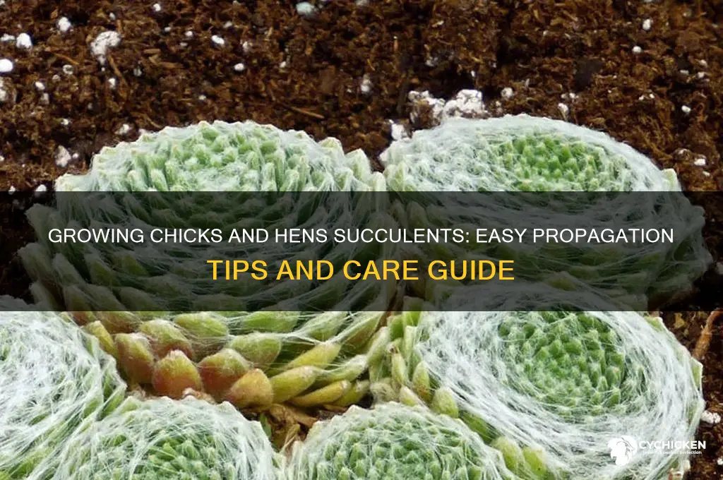 how to grow chicks and hens succulents