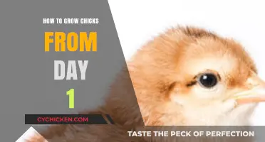 Raising Healthy Chicks: A Beginner's Guide from Hatching to Day 1
