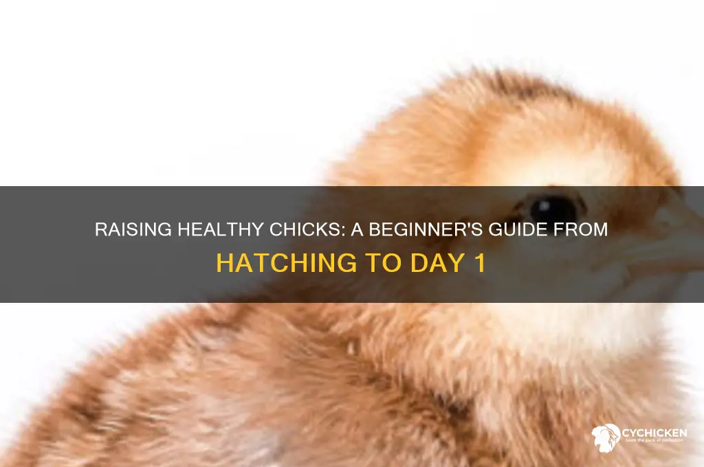 how to grow chicks from day 1
