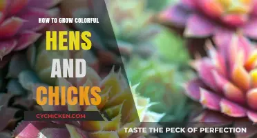 Vibrant Hens and Chicks: Easy Tips for Growing Colorful Succulents