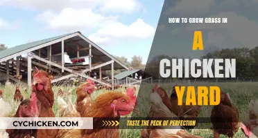 Growing Green Grass in Your Chicken Yard: Tips and Tricks