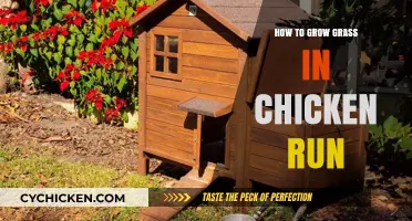Growing Lush Grass in Your Chicken Run: Tips and Tricks