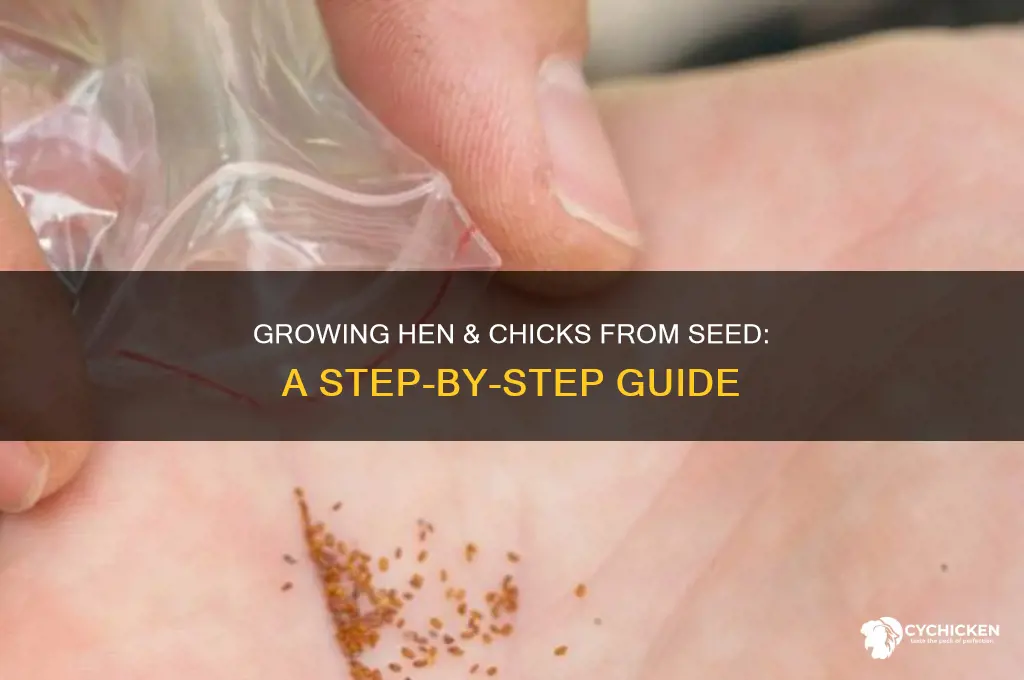 how to grow hen & chicks from seed