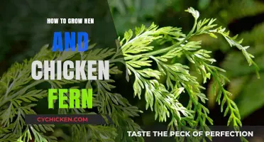 Growing Hen and Chicken Fern: Essential Tips for Lush, Vibrant Foliage