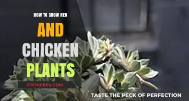Growing Hen and Chicken Plants: Easy Propagation Tips and Care Guide