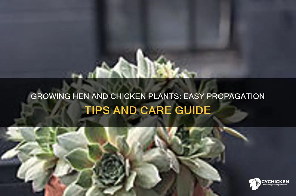 how to grow hen and chicken plants