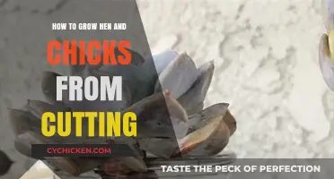 Propagating Hen and Chicks: A Simple Guide to Growing from Cuttings