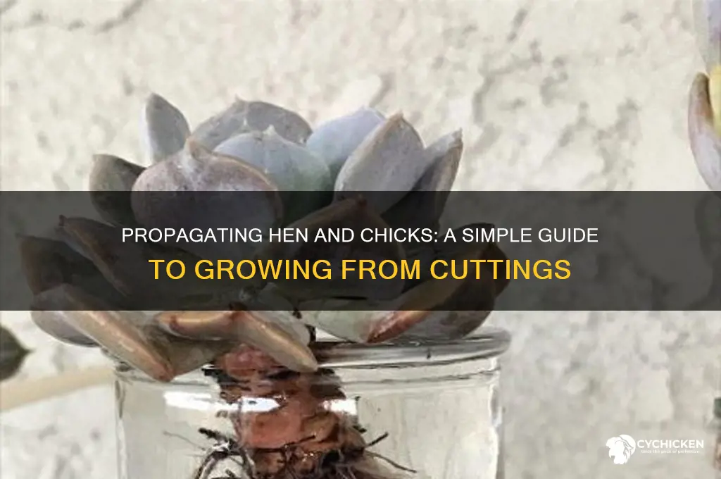 how to grow hen and chicks from cutting