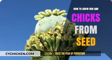 Growing Hen and Chicks from Seed: A Step-by-Step Guide