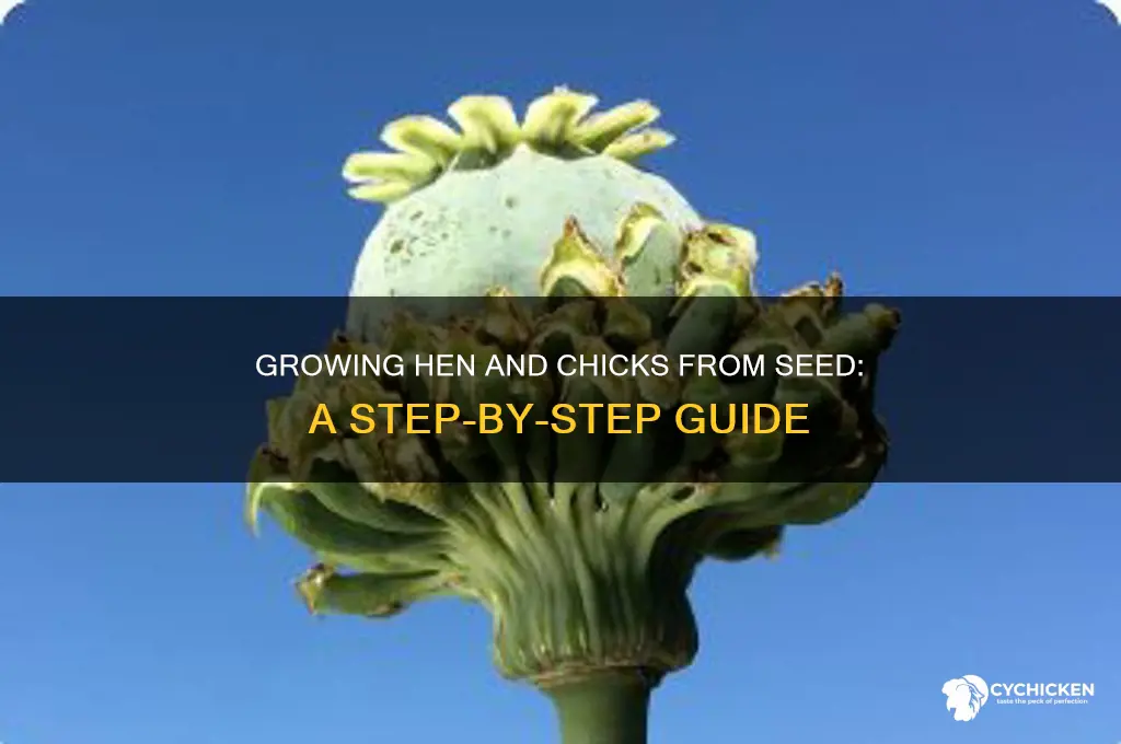 how to grow hen and chicks from seed