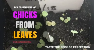 Propagating Hens and Chicks: Simple Leaf-Growing Techniques for Beginners