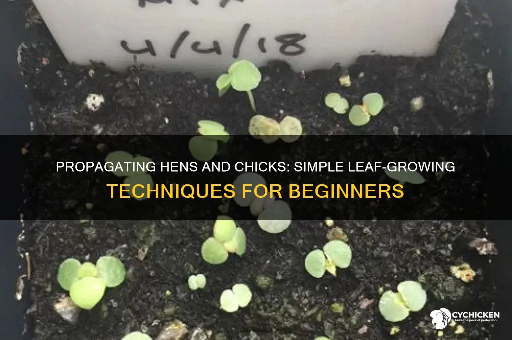 how to grow hens and chicks from leaves