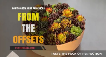 Propagating Hens and Chicks: A Guide to Growing Offsets