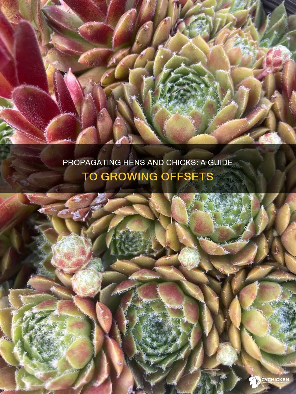 how to grow hens and chicks from the offsets