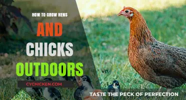 Growing Hens and Chicks Outdoors: Easy Tips for Thriving Succulents