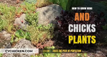 Growing Hens and Chicks: Easy Tips for Thriving Succulent Gardens