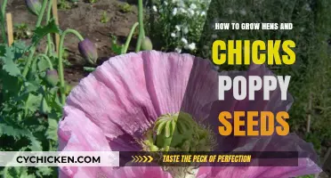 Growing Hens and Chicks Poppy Seeds: A Step-by-Step Guide