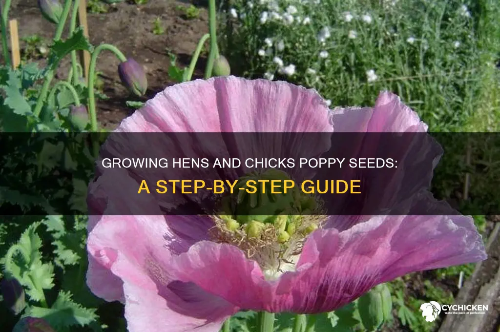 how to grow hens and chicks poppy seeds