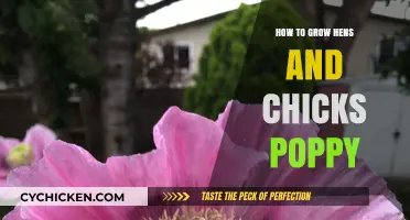 Growing Hens and Chicks Poppy: Easy Steps for Vibrant Succulent Blooms