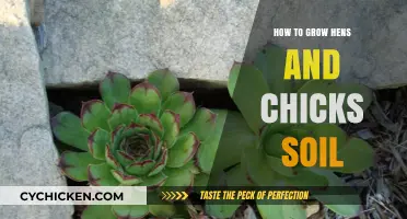 Growing Hens and Chicks: Soil Preparation and Care Tips