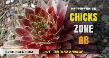 Growing Hens and Chicks in Zone 6b: A Complete Guide