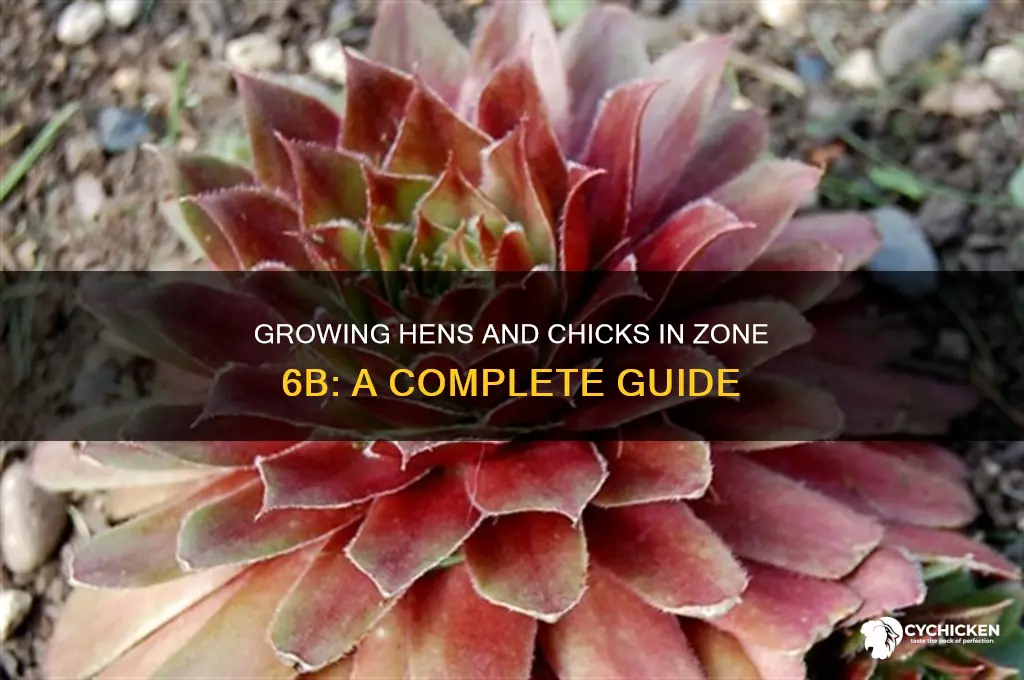 how to grow hens and chicks zone 6b
