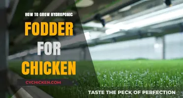 Growing Hydroponic Fodder for Chickens: A Simple, Sustainable Guide