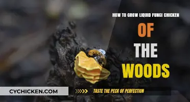 Cultivating Chicken of the Woods: A Guide to Growing Liquid Fungi