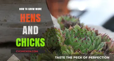 Easy Tips for Growing More Hens and Chicks Successfully
