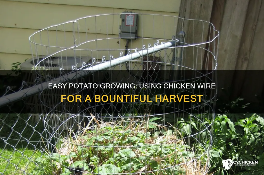 how to grow potatoes in chicken wire