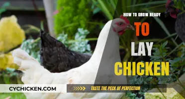 Raising Ready-to-Lay Chickens: A Beginner's Guide to Success