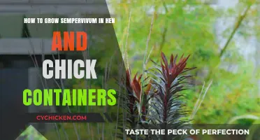 Growing Sempervivum: Creative Container Ideas for Hen and Chicks