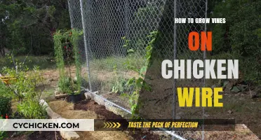 Growing Vines on Chicken Wire: Tips for a Beautiful Garden Trellis