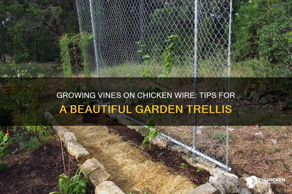 how to grow vines on chicken wire