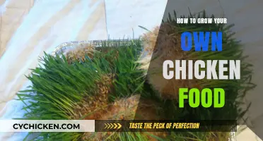 Sustainable Poultry Feeding: Growing Nutritious Chicken Food at Home