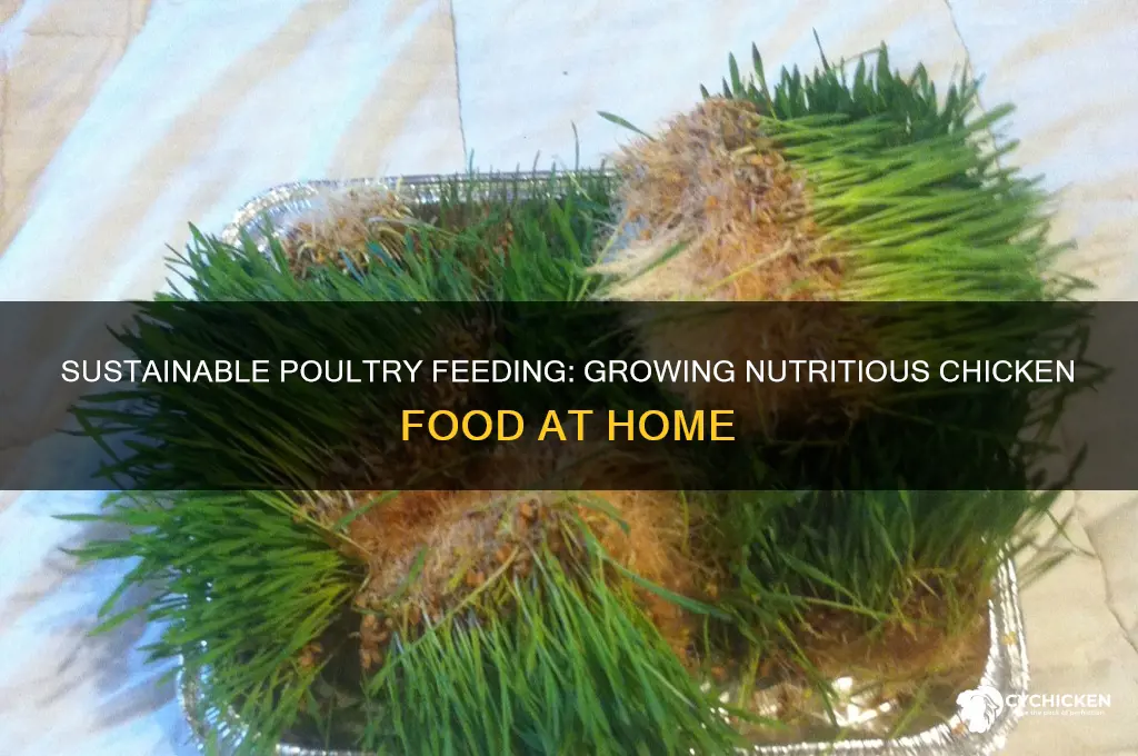 how to grow your own chicken food