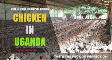 Broiler Chicken Keeping: A Guide for Uganda's Farmers