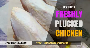 Mastering the Art of Gutting a Freshly Plucked Chicken: A Step-by-Step Guide