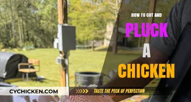 Mastering the Art of Gutting and Plucking a Chicken at Home
