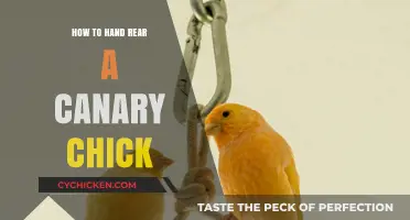 Hand-Rearing Canary Chicks: A Step-by-Step Guide for Success