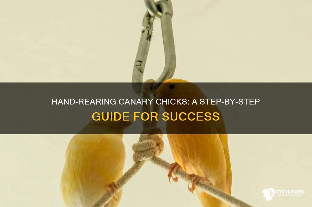 how to hand rear a canary chick