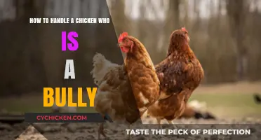 Stop Chicken Bullying: Strategies for a Peaceful Coop