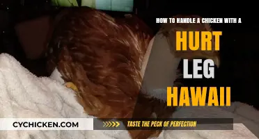 Caring for Your Injured Chicken in Hawaii
