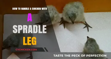 Treating Spraddle Leg in Chickens: Quick and Easy Guide