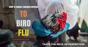 Managing Bird Flu Exposure in Chickens: Essential Steps for Safety