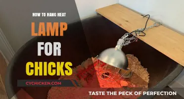 Hanging Heat Lamps for Chicks: A Step-by-Step Guide